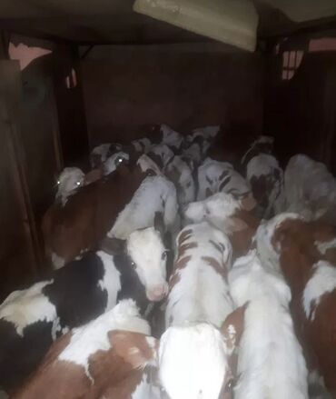 Dana, buzov: Dana, buzov, Dişi, Simental, ay: 1, Damazlıq, Ətlik, Rayonlara çatdırılma, Pulsuz çatdırılma, Ödənişli çatdırılma — 24