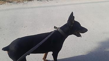 it bazari bakida: Doberman, 1 il, Erkək, Ödənişli çatdırılma — 3