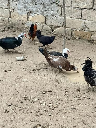 pudel it satisi: 6eded lal ördeydi 4oqlan 2qiz 8 ayliqdilar — 2