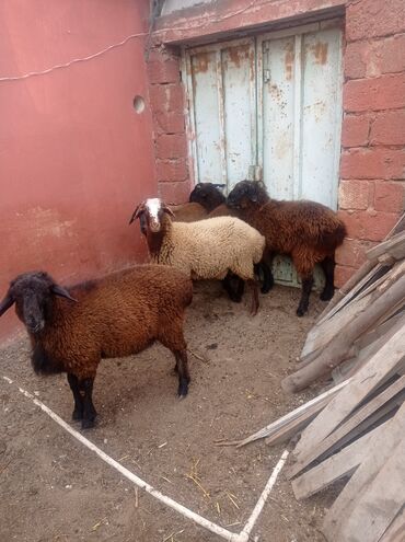 Qoyunlar, qoçlar: Erkək, Qala, il: 1, Damazlıq, Ətlik, Ünvandan götürmə — 9