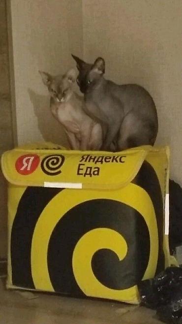 Рюкзак, Унисекс, Новый