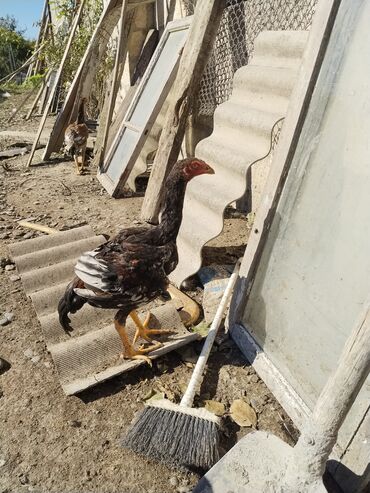 Xoruzlar: Xoruz, il: <1 — 10