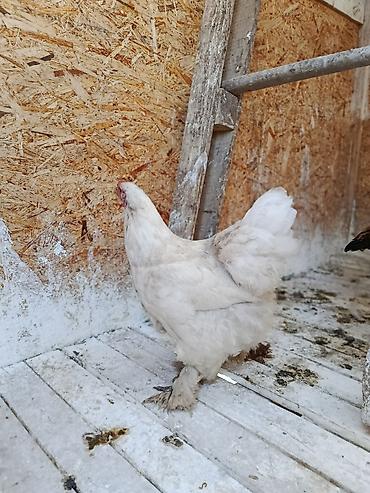 куриные головы: Продаю | Куры | Несушки, На забой, Для боев — 3
