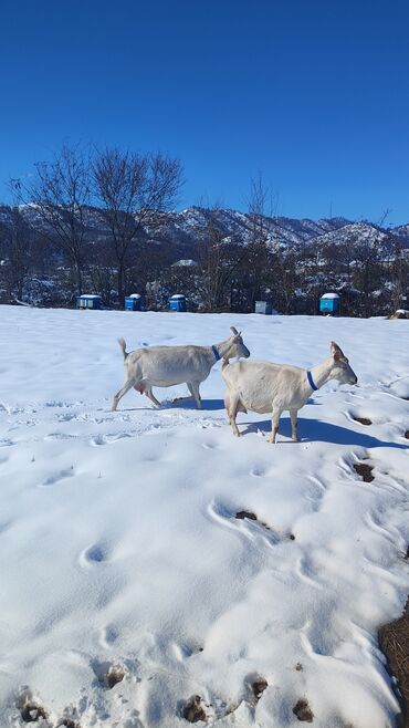 Keçi, çəpiş: Sanen keçiləri satılır. Çəkilisdə heç bir effekt istifadə edilməyib — 21