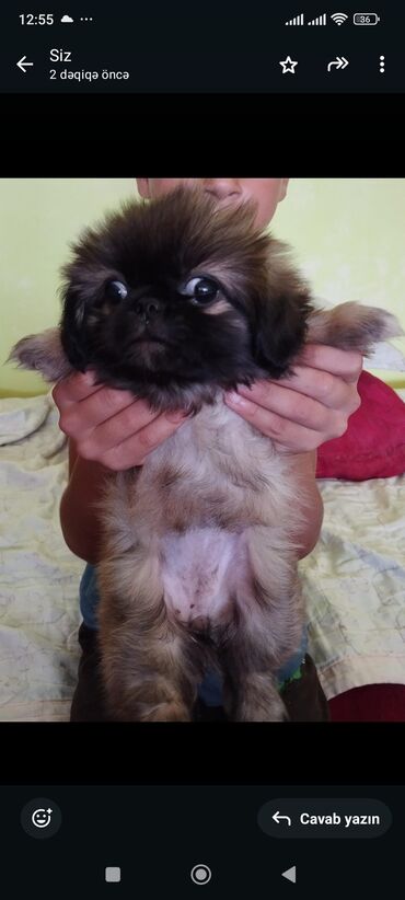 itlər bala: Pekines, 2 ay, Dişi, Ünvandan götürmə