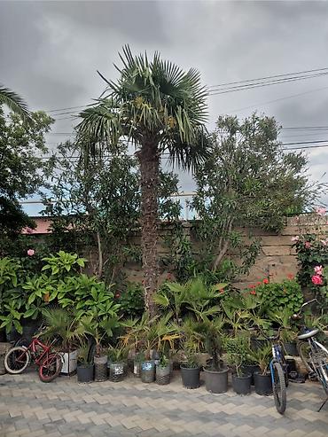 Деревья: Xurma (xurma xurması) və fan xurma (Washingtonia/Trachycarpus tipli) — 2