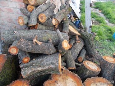 голубая ель саженцы: Дрова Самовывоз