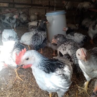 Toyuqlar: F6-serebrist cücələr satılır vitamin və dərmanlar verilib tam sağlam -da lalafo.az — 1 Toyuqlar: F6-serebrist cücələr satılır vitamin və dərmanlar verilib tam sağlam — 1