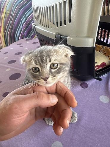Кошки: Шотландская вислоухая, Самец — 3
