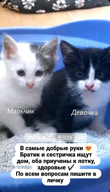 шотландская вислоухая кошка цена в баку: Dişi, Yaxşı əllərə