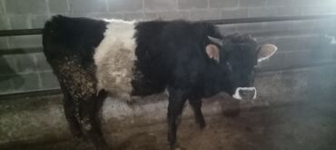 Коровы, быки: Продаю | Бык (самец) | Алатауская | На откорм, Для разведения — 11