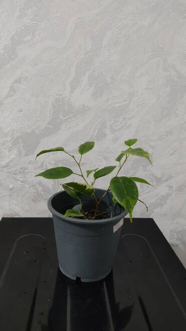 Другие комнатные растения: Продаю цветы — 13