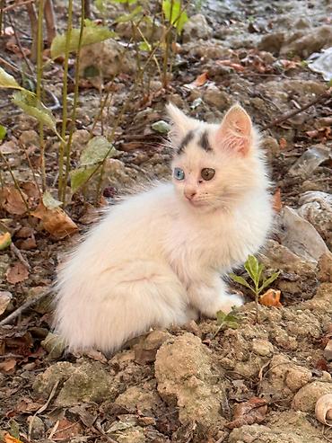 pisik satilir: Çox gözəl və sağlam pişik balası satılır. Fərqli göz rəngi (bir gözü — 3