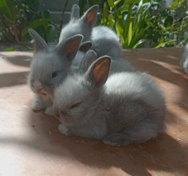 Dovşanlar: Akor balası 8 manat - Cins: akor (ev dovşanı) - - Rənglər: krem — 6