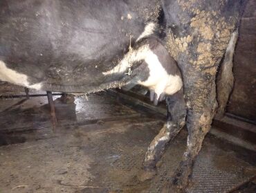 Inəklər, öküzlər: Südlük inəklər - Cins: Qarışıq südlük tip (qara-ağ alacalı və — 13