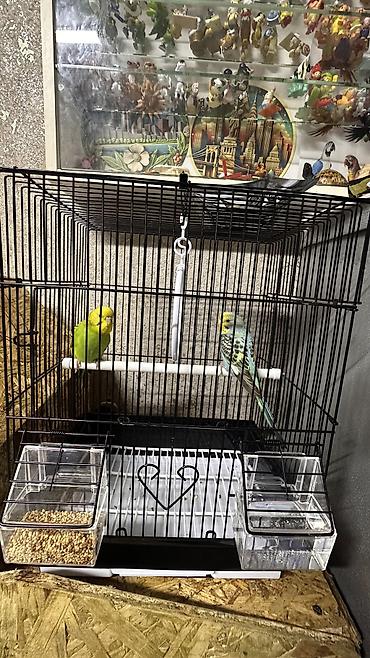 Птицы: Волнистые попугаи в комплекте с клеткой. Описание: - Яркие волнистые — 4