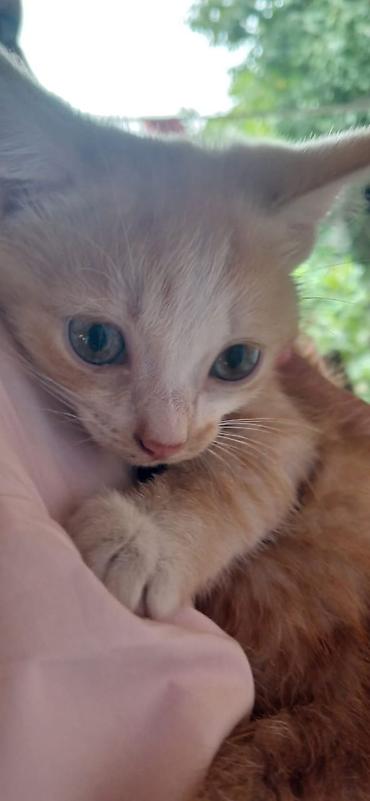 кошки майкун: Рыжий котёнок с белыми лапками и грудкой. Короткошёрстный, с крупными — 2