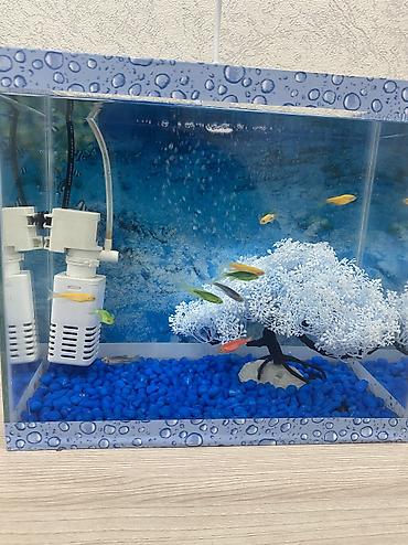 Dördbucaq akvarium, Boş, 10 l, Ünvandan götürmə, Pulsuz çatdırılma, Ödənişli çatdırılma lalafo.az -da Dördbucaq akvarium, Boş, 10 l, Ünvandan götürmə, Pulsuz çatdırılma, Ödənişli çatdırılma