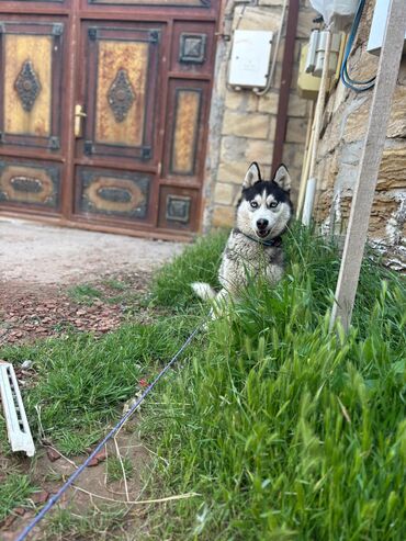 İtlər: Xaski, 1 il, Dişi, Cütləşmə üçün
