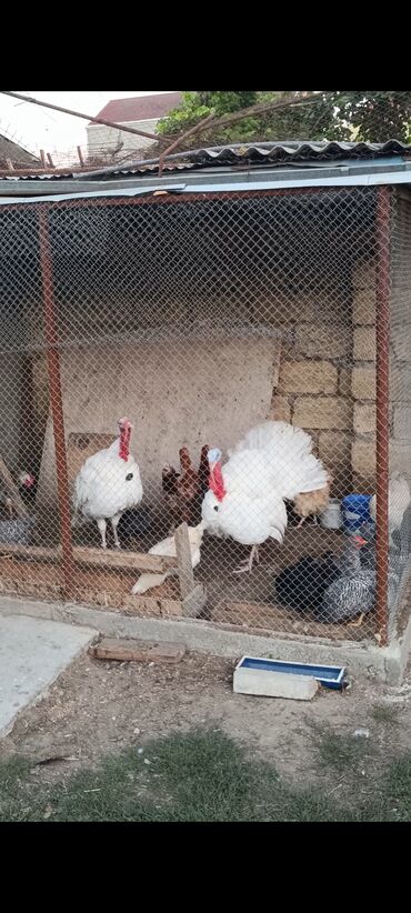 продажа домашних животных: 8 ayliq big6 xoruz hindushka.hazirda 9kq cekisi var. Bu cins 30+ kq