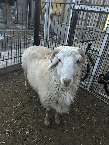 Баран, овца: Продаю | Баран (самец) | Полукровка | Для разведения — 14