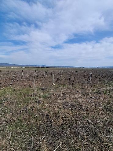 Torpaq sahələrinin satışı: 66 sot, Kənd təsərrüfatı — 3