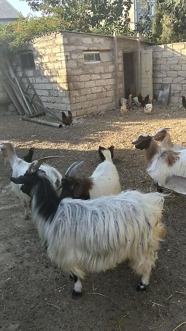Keçilər, çəpişlər: 2 ana keci Cavan 2 erkek 1 disi bala 
yer olmadiqi ucun satilir — 3