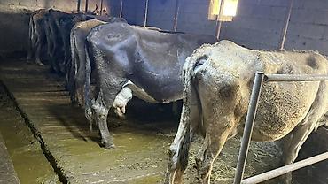 корова сколько стоит: Продаю | Корова (самка) — 7