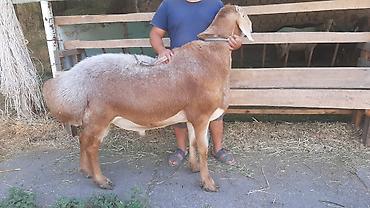 Продаю | Баран (самец), Овца (самка), Ягненок | Арашан | Для разведения at lalafo.kg — 3 Продаю | Баран (самец), Овца (самка), Ягненок | Арашан | Для разведения — 3
