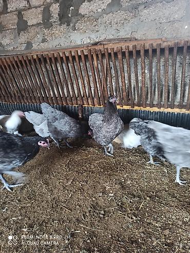 atlar: Toyuq, Australorp, Damazlıq, Ünvandan götürmə, Ödənişli çatdırılma — 6