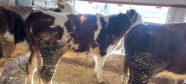 Коровы, быки: Продаю | Корова (самка) | Для разведения | Привязанные — 8