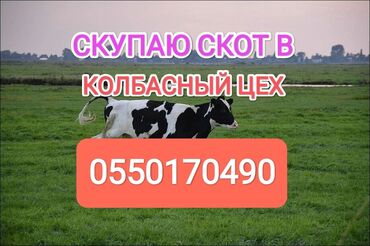 Куплю с/х животных: Куплю | Коровы, быки, Другие с/х животные, Лошади, кони | Круглосуточно, Любое состояние, Забитый