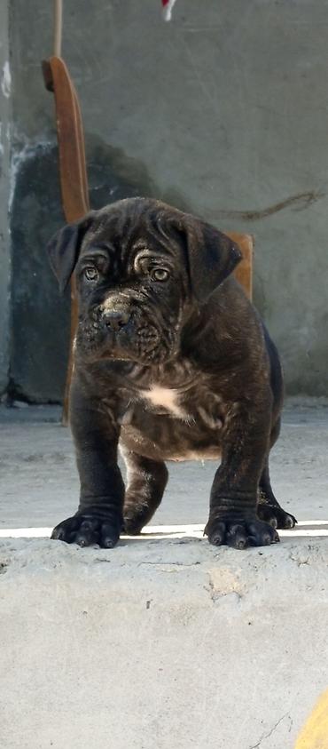 İtlər: Kane-Korso, 1 ay, Erkek, Sənədli, Pulsuz çatdırılma, Ünvandan götürmə, Rayonlara çatdırılma — 14