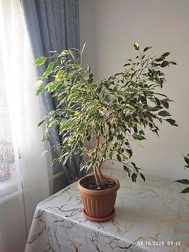 Фикусы: Комнатные растения в горшках: 1) Фикус Бенджамина (Ficus benjamina) - — 5