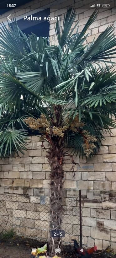 puste agaci in Azərbaycan | PALMA: Palma agaci