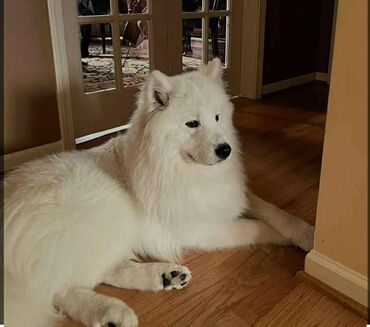 İtlər: Samoyed, 10 ay, Erkek, Cütləşmə üçün, Ünvandan götürmə, Pulsuz çatdırılma, Ödənişli çatdırılma