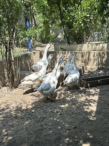 cins inəklərin satışı: Ağ qaz sürüsü 5 əd. KUBAN SORTU QAZLAR - Növ: Ənənəvi ağ qazlar — 2