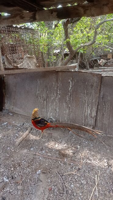 канарейка птица: Продам золотой самец