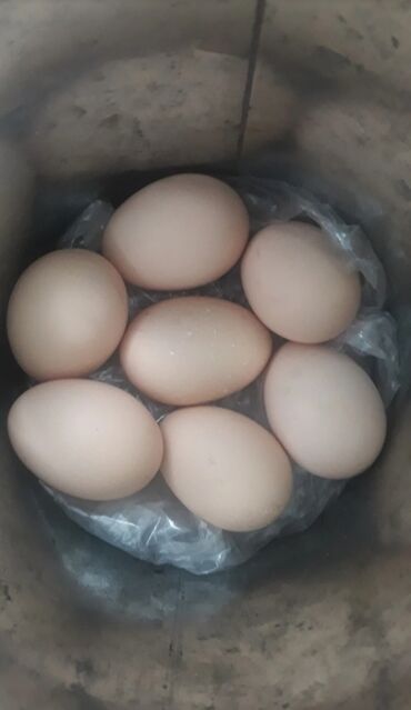 ayam cemani yumurtasi: Brama yumurtalari teze mayali yumurtalardir biri 1azn