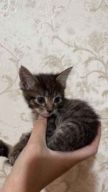 Отдам даром кошку: Отдам даром. Котята — домашние малыши, короткошёрстные. В помёте: - 1 — 3