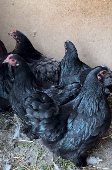 продажа домашних кур: Продаю | Куры, Петух