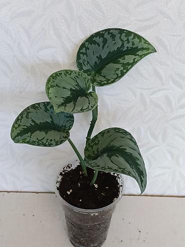 Эпипремнумы и сциндапсусы: Эпипремнумы разных сортов: Марбл Квин, Марбл Эпл, Голден, Глобал Грин at lalafo.kg — 6 Эпипремнумы и сциндапсусы: Эпипремнумы разных сортов: Марбл Квин, Марбл Эпл, Голден, Глобал Грин — 6