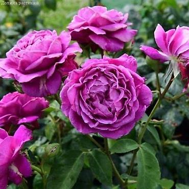 Другие садовые цветы и кустарники: Предлагаем саженцы роз разного возрастаплетистые,кустовые,цены — 4