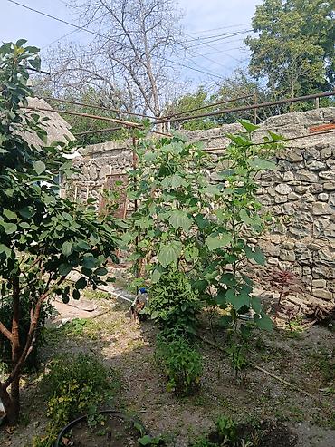 Həyət evləri və villaların satışı: 3 otaqlı, 100 kv. m, Kredit yoxdur, Orta təmir — 13