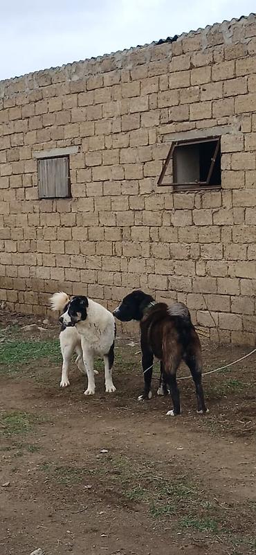 İtlər: Alabay, 1 il, Dişi, Peyvəndli — 7