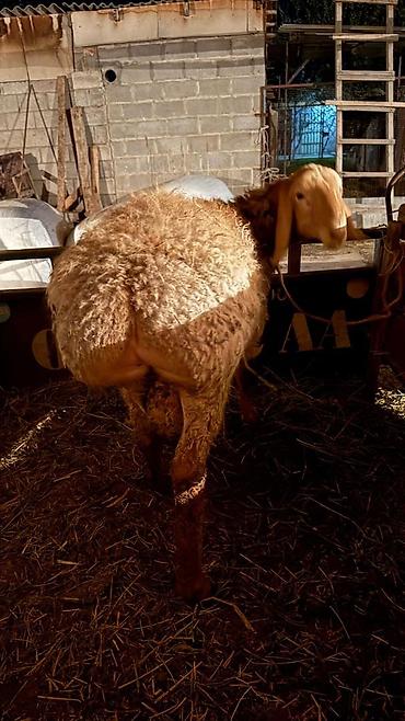 Баран, овца: Продаю | Баран (самец) | Арашан — 7