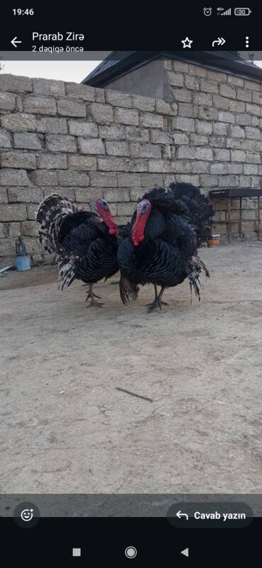 Quşlar: Öz qapı heyvanlarimdi bu ilki balalardir xoruz artıq olduğundan