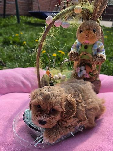 Predstavljamo vam novo leglo bebica maltipoo. Mama je mali maltezer a — 5