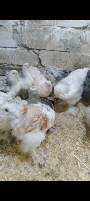 Cücələr: Toyuq cücələri, Damazlıq — 1