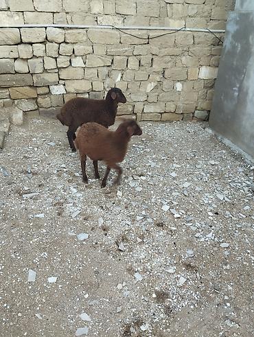 Quzu: Bir erkek bir dişi Qala quzusu cütü 550 manata tək satilmir .qiymət — 7